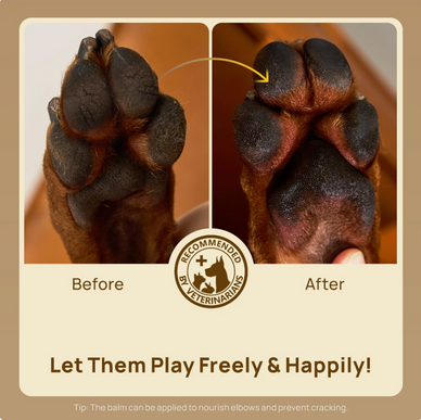 Transform Your Pet's Comfort and Happiness Today!