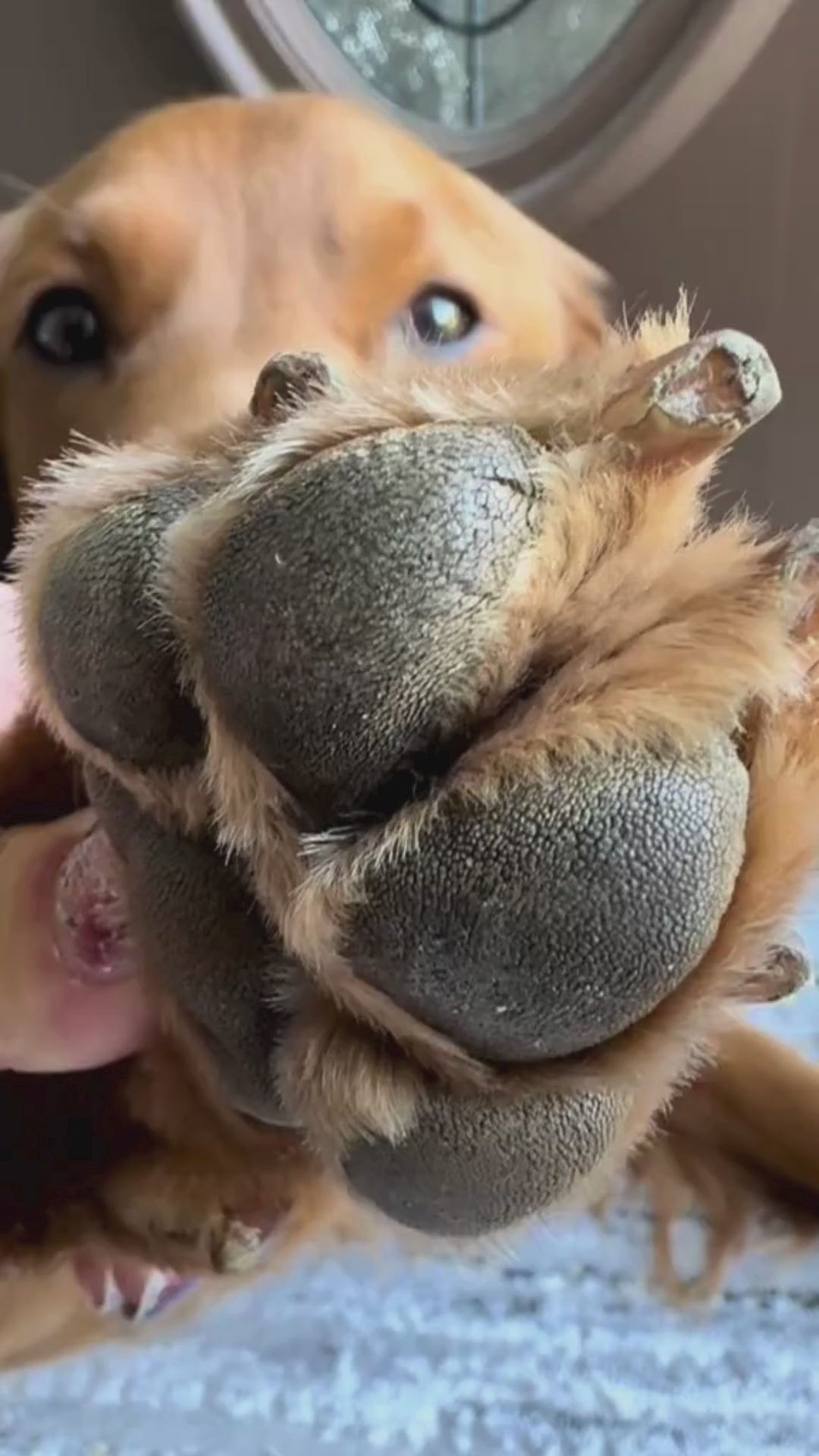 Paw Restore Balm™ video