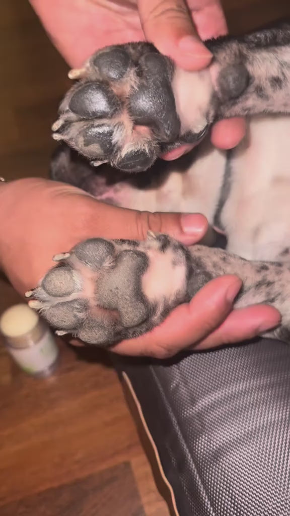 Paw Restore Balm™ video